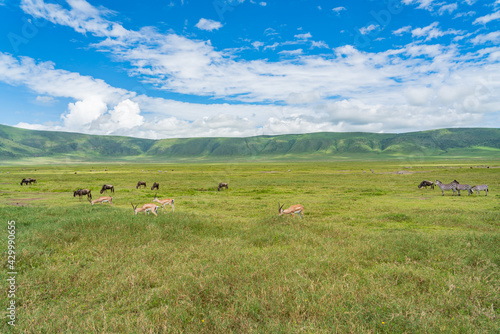 Springboks and in the background Zebras and a herd of Wildebeest. Ngorongoro Crater. Tanzania