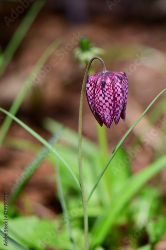 Piękny wiosenny kwiat, szachownica kostkowata (Fritillaria meleagris)