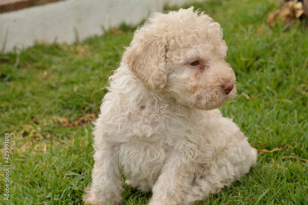Cachorros deperroo de agua español Cachorros deperroo de agua español
