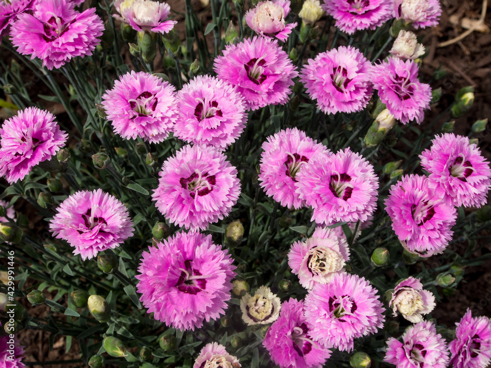small pink carnations in the garden in spring small pink carnations in the garden in spring
