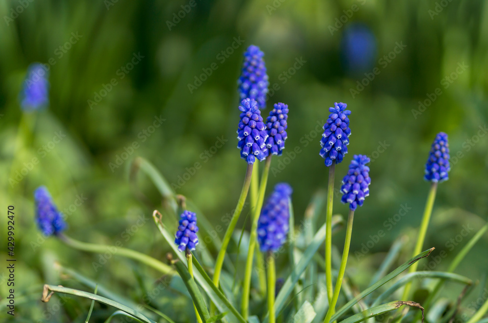 A Bunch of Blue or Violet Muscari Plant During Summer With Depth of Field In the Park, Outdoors A Bunch of Blue or Violet Muscari Plant During Summer With Depth of Field In the Park, Outdoors