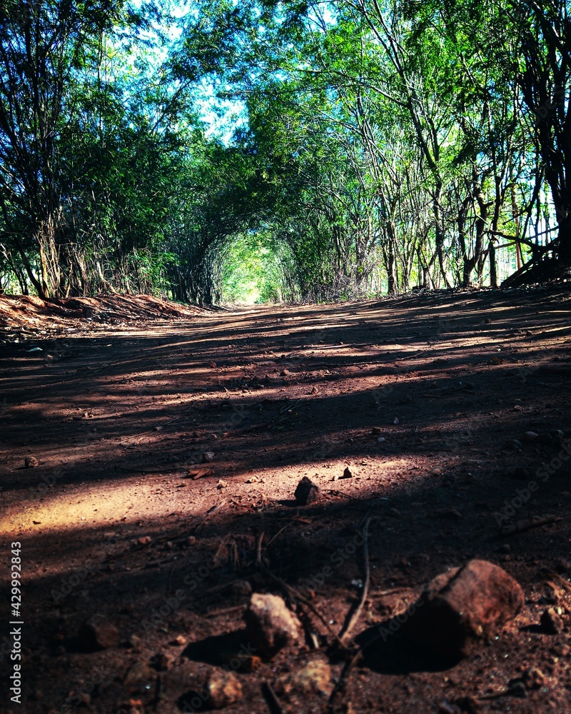 Fototapeta premium Trees on a road