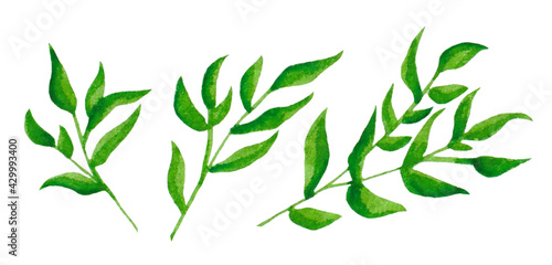 green bamboo branches and leaves