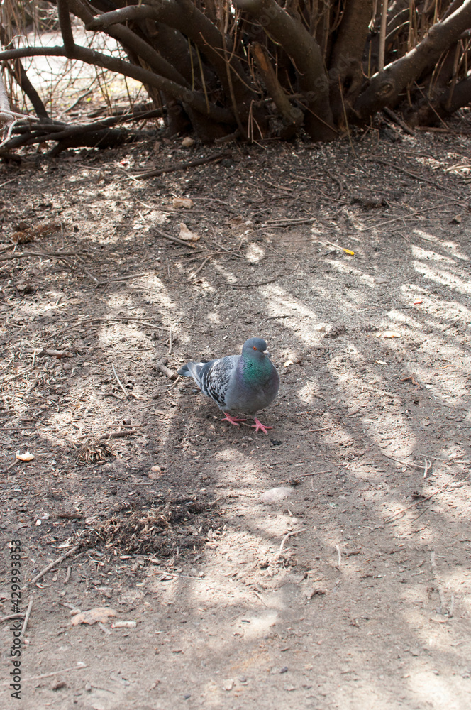 A pigeon on the ground near the bushes is looking for food. Sunny day in the park. A pigeon on the ground near the bushes is looking for food. Sunny day in the park.