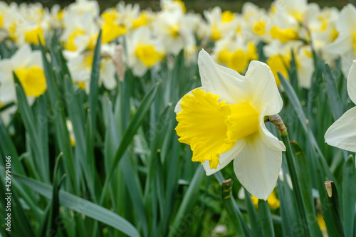 a large flower bed with yellow daffodils