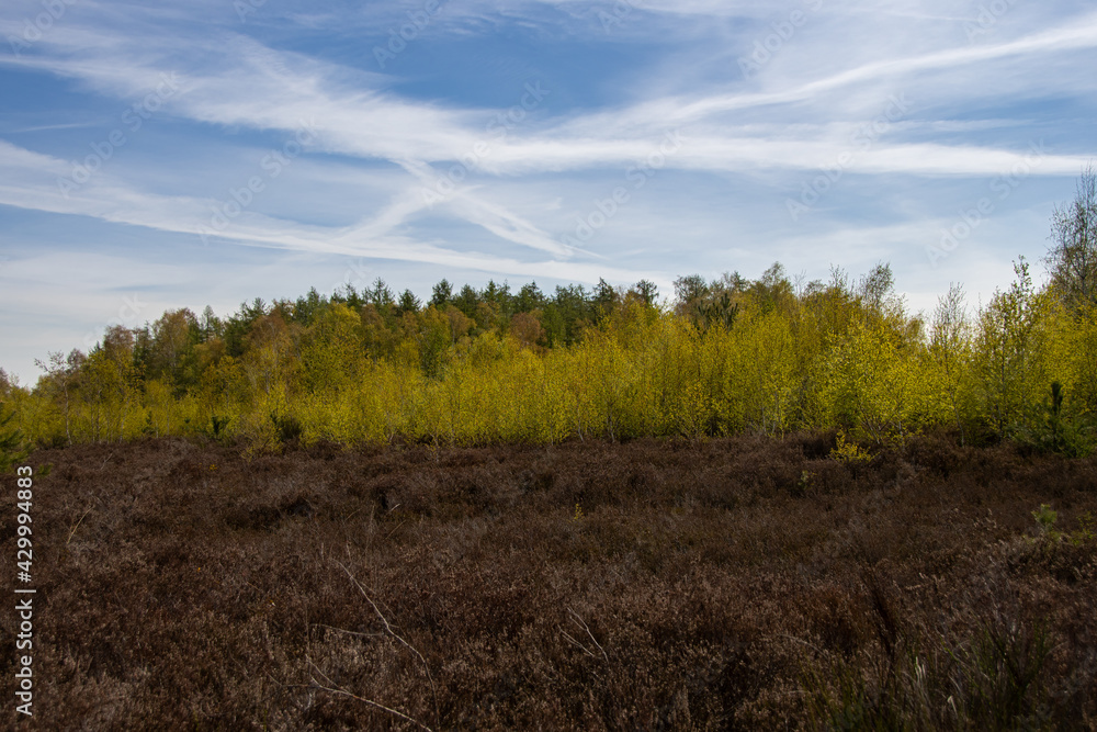 Wonderful landscape in the Drover Heide nature reserve Wonderful landscape in the Drover Heide nature reserve