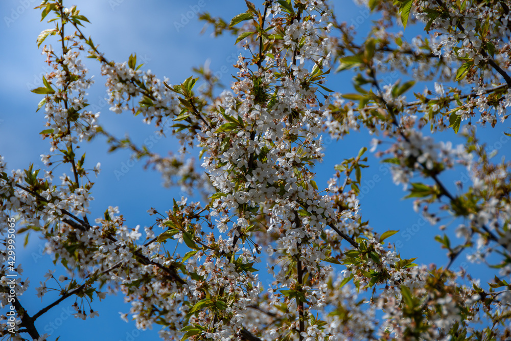Beautiful white cherry blossoms on a sunny April day