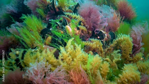 Different cpecies of green, brown and red algae and hidroids on stones in the Black Sea, Ukraine photo