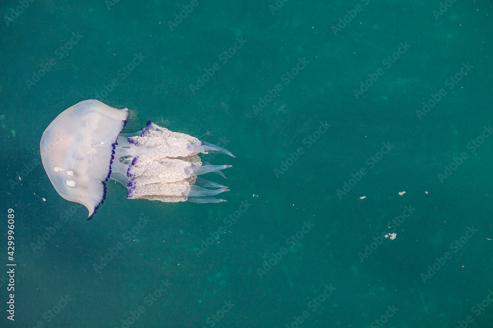 Jellyfish in the Adriatic Sea Jellyfish in the Adriatic Sea