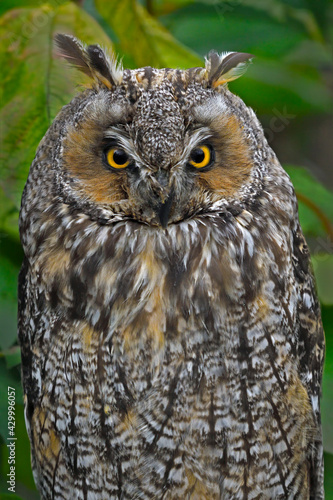 A Long-eared Owl on display at Saskatoon Zoo, Saskatchewan 