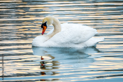 Graceful white swan swimming on lake symmetrically reflected in water mirror