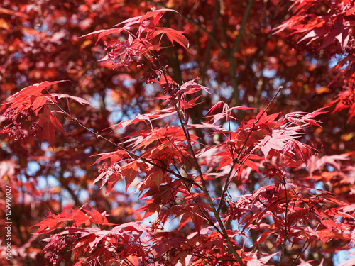 Acer palmatum atropurpurea | Erable rouge du Japon ou érable japonais lisse magnifique arbuste originaire de Chine et Corée à feuilles rouges ciselées sur des rameaux à écorce brun-rouge