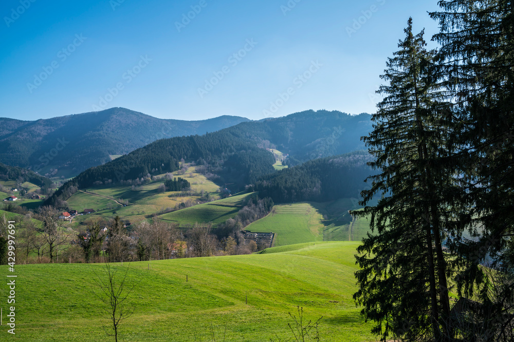 Germany, Black forest, Edge of the forest view above green fruitful meadows and endless forest panorama of black forest valley elztal with houses