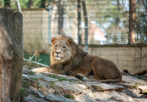 Close up of beautiful lion king lying on rock cliff in Riga Zoo  Latvia