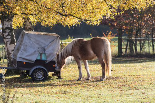 Horse drinks water from a bowl in meadow in autumn