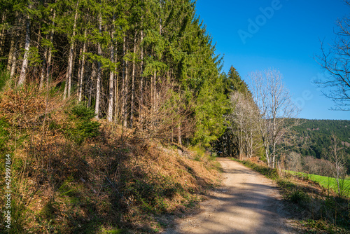 Germany  Black forest paradise untouched nature landscape of hiking trail along edge of the forest in springtime perfect for hiking