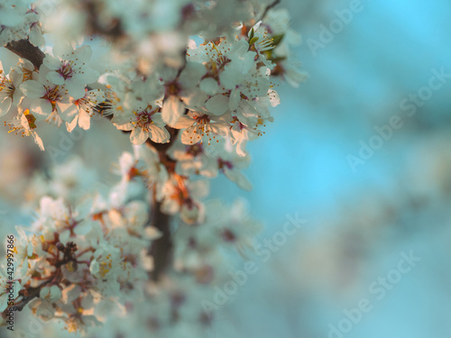 Cherry blossom flowers close up in spring time as background