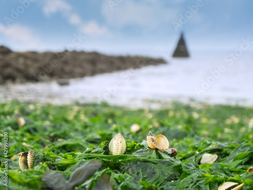 Fototapeta Clam shells in the seaweed on the beach