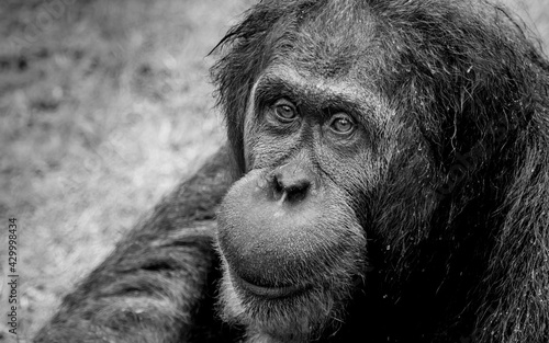 Monochrome portrait of a gorilla in its natural habitat in Brazil © Matityahu