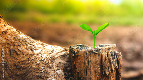 New Life concept with seedling growing sprout from old trees. Symbol of new beginning or business development symbolic.