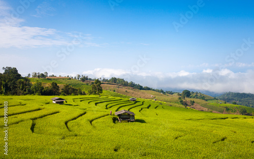 rice field in the mountains , Chiang Mai Thailand