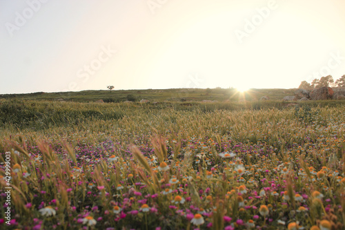 a field of flowers at spring in the countryside of Jordan