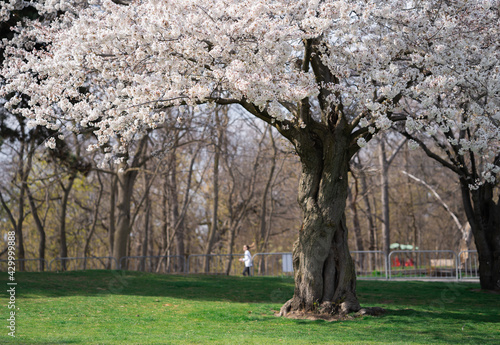 Photography Cherry Blossoms on a sunny day at High park in Spring Toronto Ontario