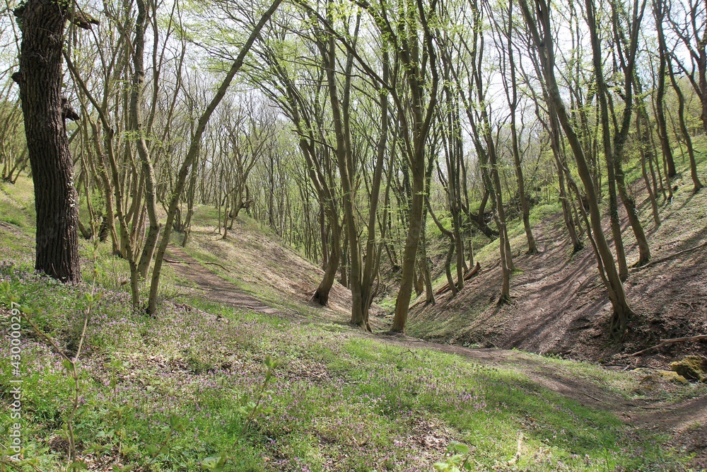 A small river in the spring forest A small river in the spring forest
