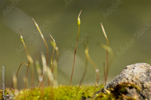 Photography Moss seta closeup with blurred background