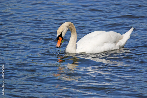 Swan on the River Teign 