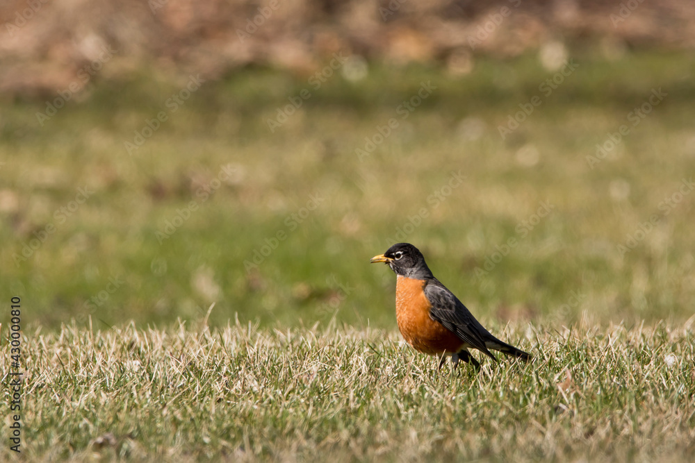 robin on the grass robin on the grass