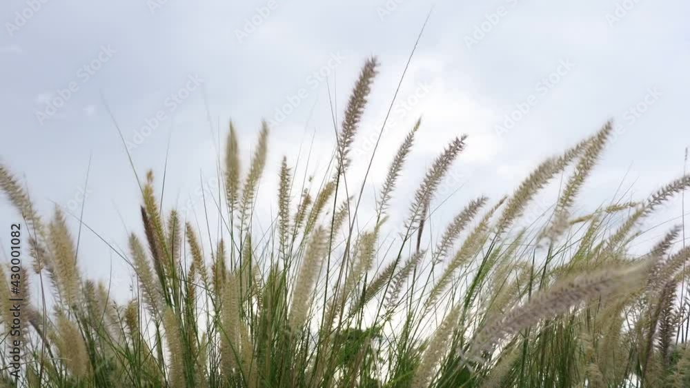 In the midst of the grassland surrounded by forests with the atmosphere before the rain, there was a gentle breeze and the sky was cloudy. In the midst of the grassland surrounded by forests with the atmosphere before the rain, there was a gentle breeze and the sky was cloudy.