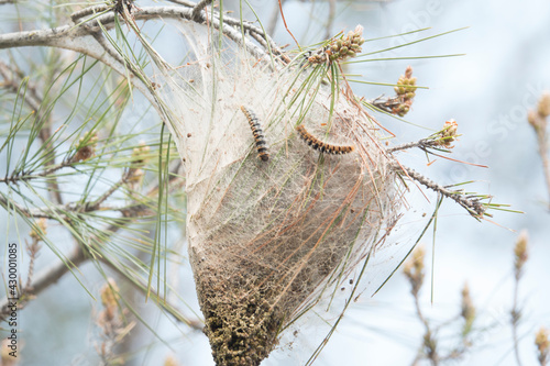 Pine caterpillar Thaumetopoeidae pityocampa