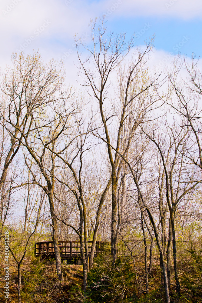 trees in the park with footbridge in early spring trees in the park with footbridge in early spring