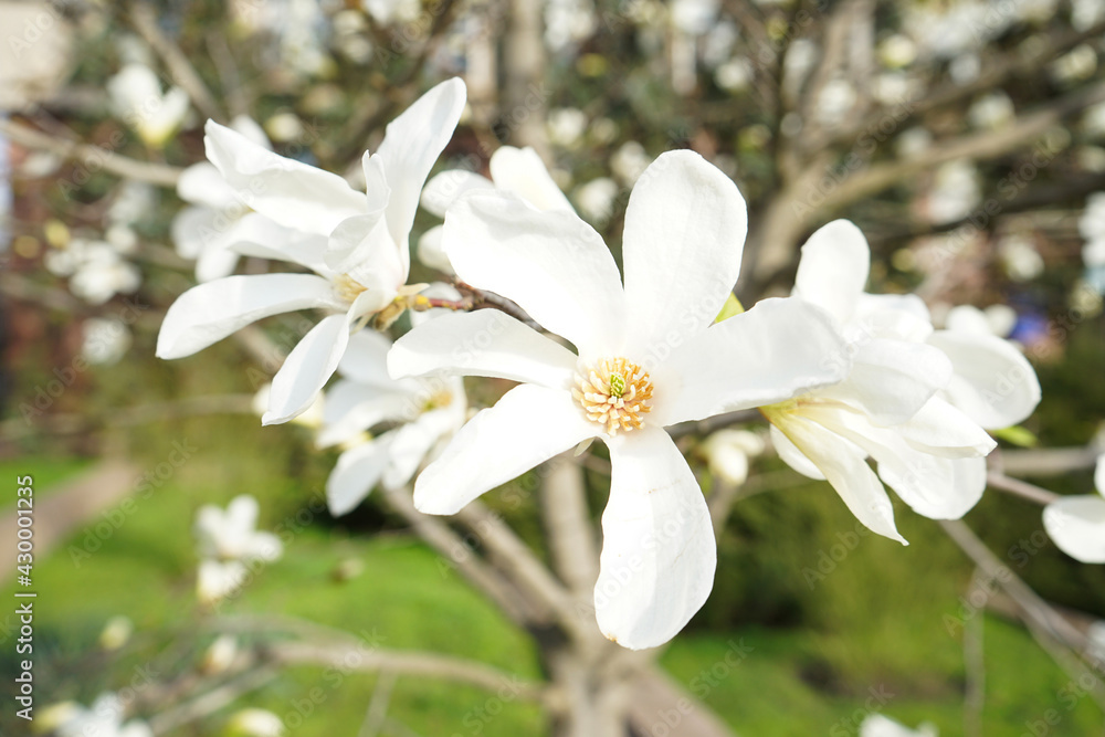 Magnolia cream flowers blooming on the tree, close-up. Natural floral background. Magnolia cream flowers blooming on the tree, close-up. Natural floral background.