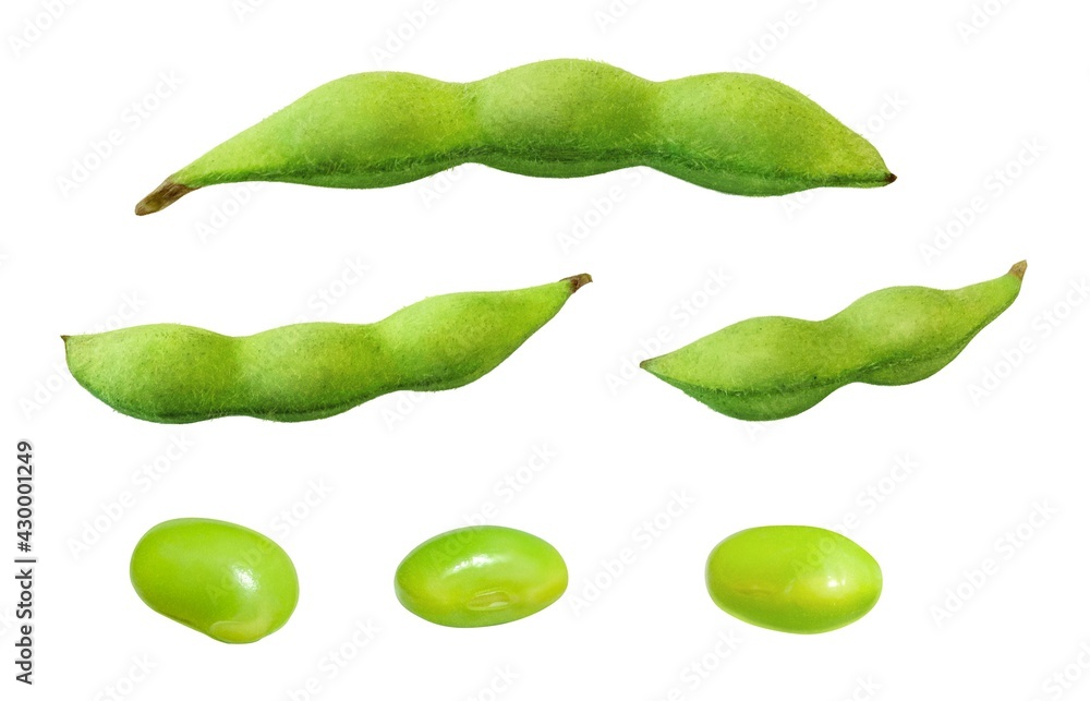 枝豆 リアル イラスト 単体 Stock Illustration Adobe Stock 枝豆 リアル イラスト 単体 Stock Illustration Adobe Stock