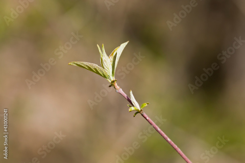 Leaf buds on the end of a lilac tree with blurred background