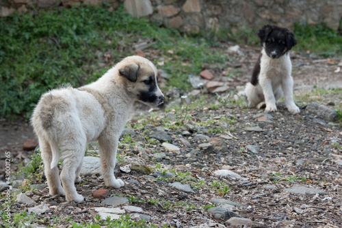 puppy in the garden looking curiously