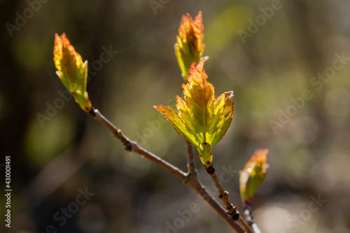 Εκτύπωση καμβά backlit leaf buds on a branch