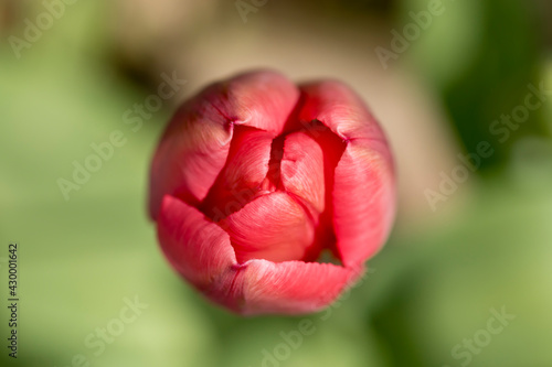 Top view of a red tulip flower with blurred background