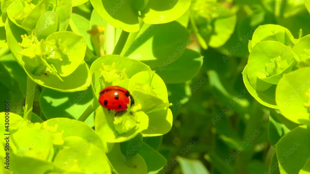 Ladybird beetles eating on a flower blue myrtle spurge, broad-leaved glaucous-spurge (Euphorbia myrsinites) Ladybird beetles eating on a flower blue myrtle spurge, broad-leaved glaucous-spurge (Euphorbia myrsinites)