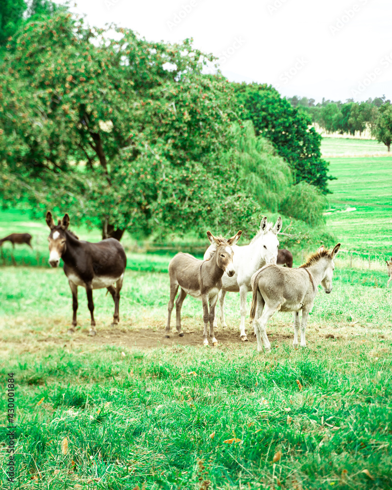 Obraz premium herd of sheep