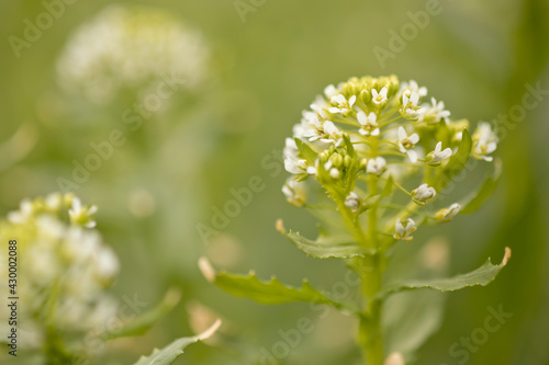 close up of a shepard's purse flower in a garden