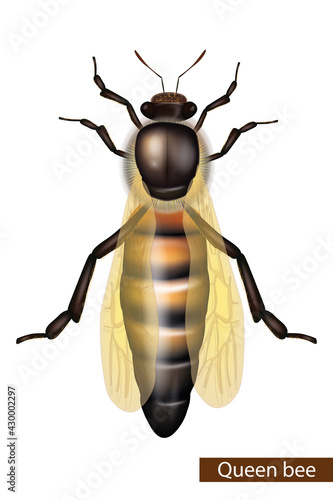 Realistic Queen bee on white background. Detailed