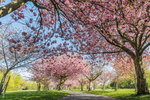 Cherry blossom on an avenue of trees © Jason Wells