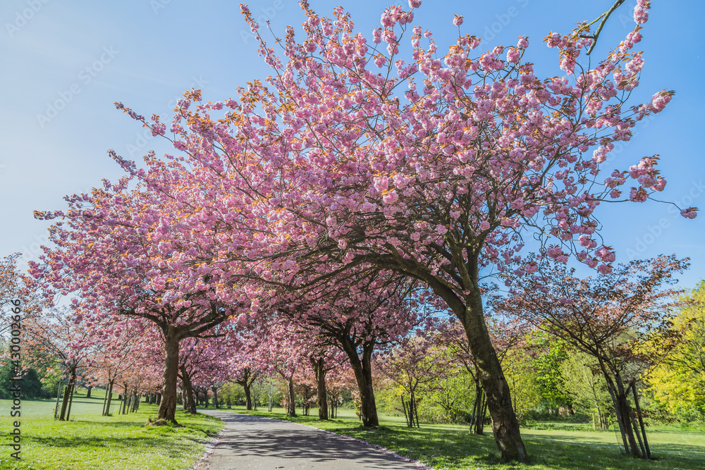 Cherry blossom on an avenue of trees Cherry blossom on an avenue of trees