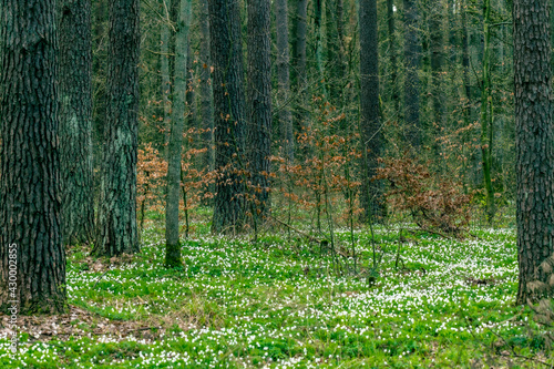 autumn forest in the forest