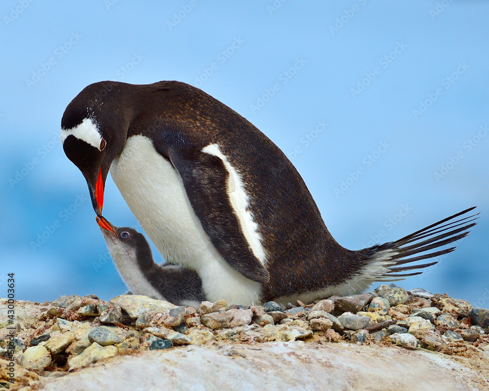 Fototapeta premium A Gentoo Penguin parent bonds with its young just before feeding - Antarctic Peninsula