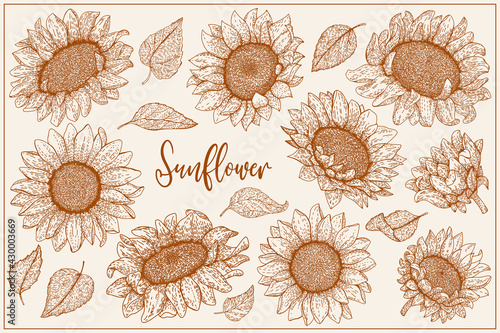 Sunflowers flowers set. Organic food, vector doodle hand drawn sketch style illustrations collection isolated. Botanical illustration for packaging, menu cards, posters, prints.