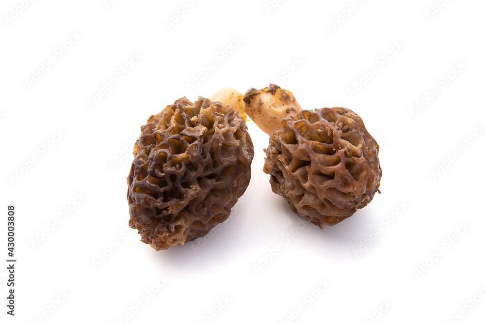 Morilles